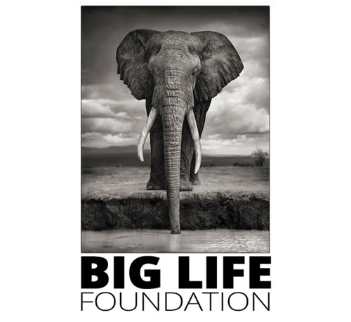 Biglife Foundation2